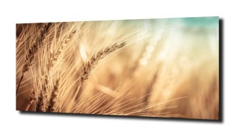 obraz na szkle, panel szklany Złote kłosy