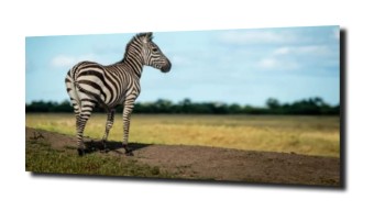 obraz na szkle, panel szklany Zebra niebo