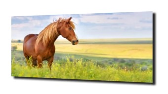 obraz na szkle, panel szklany Koń natura