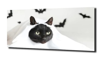 obraz na szkle, panel szklany Kot batman