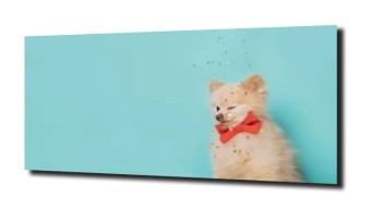 obraz na szkle Pomeranian pies  konfetti