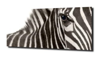 obraz na szkle, Panel szklany Zebra XL