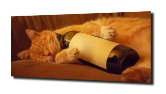 obraz na szkle, Panel szklany Kot wino