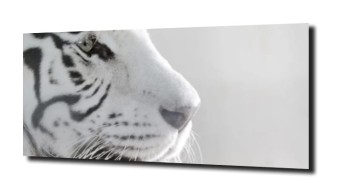 obraz na szkle, Panel szklany Tygrys