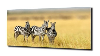 obraz na szkle Zebra Afryka zwierzęta