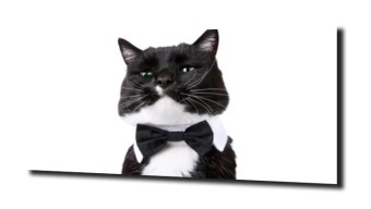 obraz na szkle Kot śmieszny elegancki