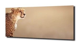 obraz na szkle, Panel szklany Gepard