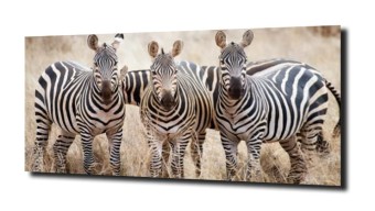 obraz na szkle Zebra natura przyroda