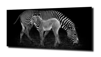 obraz na szkle Zebra i dziecko zebra