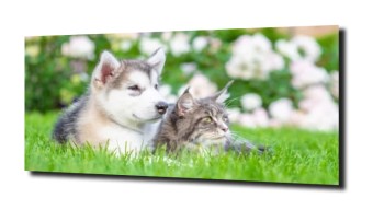 obraz na szkle Kot, kotek husky pies