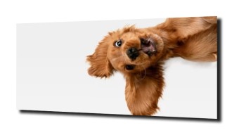 obraz na szkle Pies śmieszny spaniel