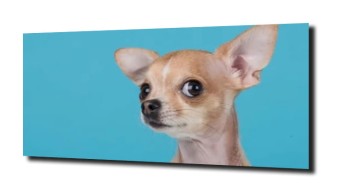 obraz na szkle Piesek pies chihuahua