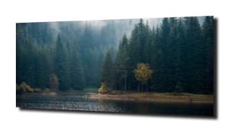 obraz na szkle, Panel szklany Las 7