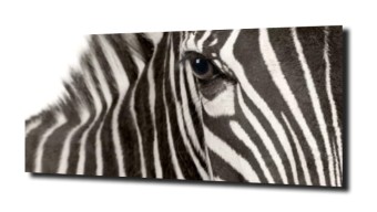 obraz na szkle, Panel szklany Zebra