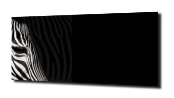 obraz na szkle Zebra czarne tło XL