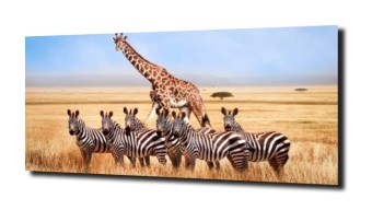 obraz na szkle Żyrafa zebra natura