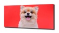 obraz na szkle Pomeranian pies boo zd 1