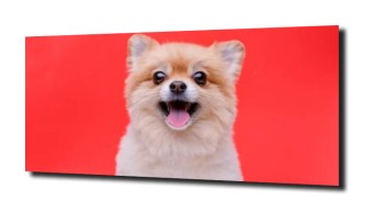obraz na szkle Pomeranian pies boo