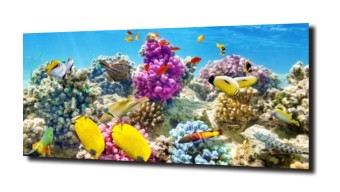 obraz na szkle Rafa koralowa ocean