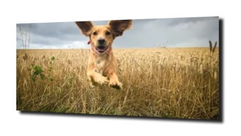 obraz na szkle Pies pole natura