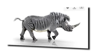 obraz na szkle Nosorożec zebra