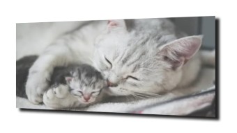 obraz na szkle Mama kot kotek