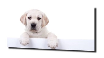 obraz na szkle Piesek labrador