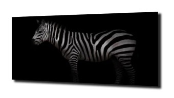 obraz na szkle Zebra w czerni