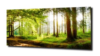 obraz panel szklany Drzewa 4