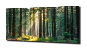 obraz panel szklany Drzewa 8