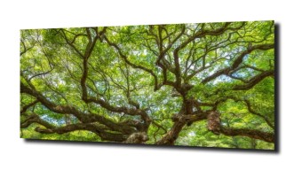 obraz na szkle, panel szklany Konary drzewa