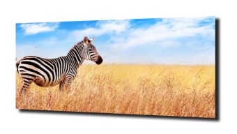 obraz na szkle Zebra pod bezchmurnym niebem