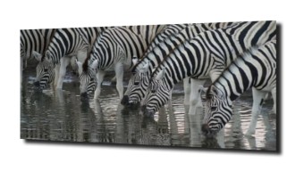 obraz na szkle, panel szklany Zebra wodopój