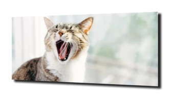 obraz na szkle, panel szklany Ziewający kot