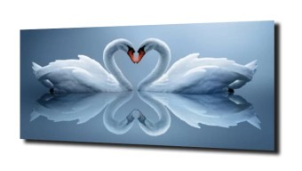obraz na szkle, panel szklany Łabędź miłość