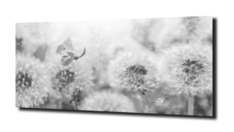 obraz na szkle, panel szklany Dmuchawce 9