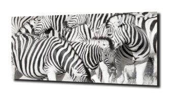 obraz na szkle, panel szklany Zebry zabawa