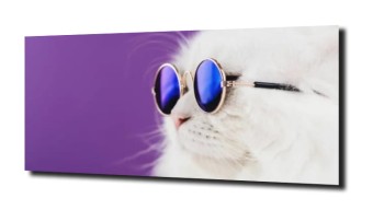 obraz na szkle Kot perski śmieszny okulary