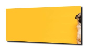 obraz na szkle, panel szklany Mops pies XL